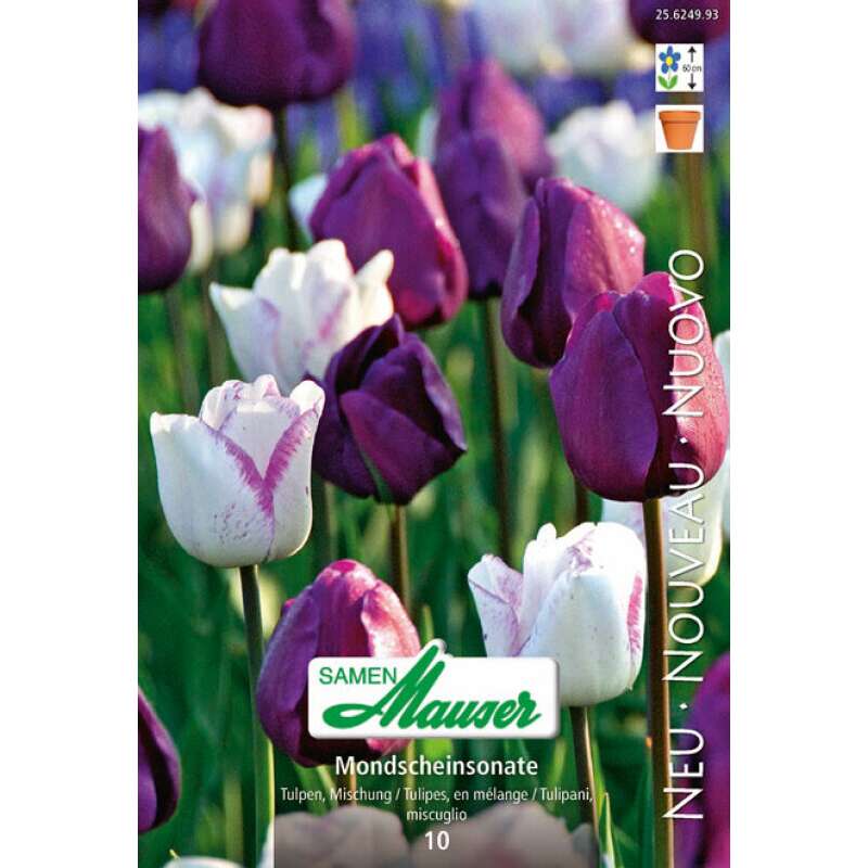 Tulpenmischung Mondscheinsonate - Tulipa - 10 Zwiebeln