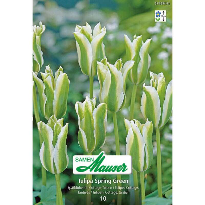 Viridiflora-Tulpe Spring Green - Tulipa - 10 Zwiebeln