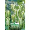 Viridiflora-Tulpe Spring Green - Tulipa - 8 Zwiebeln