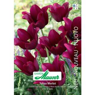 Lilienblütige Tulpe Merlot - Tulipa - 10 Zwiebeln