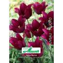 Lilienblütige Tulpe Merlot - Tulipa - 10 Zwiebeln