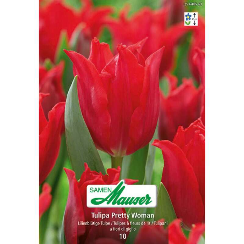 Lilienblütige Tulpe Pretty Woman - Tulipa - 10 Zwiebeln