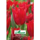 Lilienblütige Tulpe Pretty Woman - Tulipa - 10 Zwiebeln
