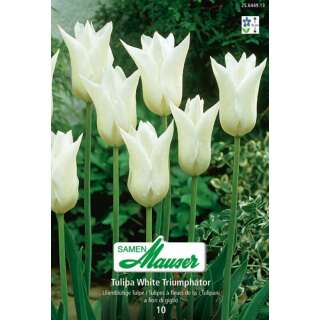 Lilienblütige Tulpe White Triumphator - Tulipa - 10...