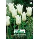 Lilienblütige Tulpe White Triumphator - Tulipa - 10...