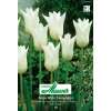Lilienblütige Tulpe White Triumphator - Tulipa - 10 Zwiebeln