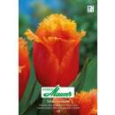 Crispa-Tulpe Lambada - Tulipa - 10 Zwiebeln