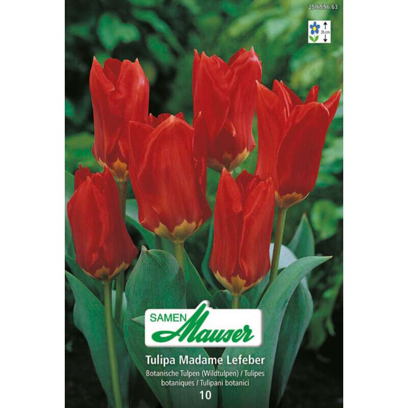 Fosteriana-Tulpe Mme Lefeber - Tulipa - 10 Zwiebeln