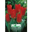 Fosteriana-Tulpe Mme Lefeber - Tulipa - 9 Zwiebeln
