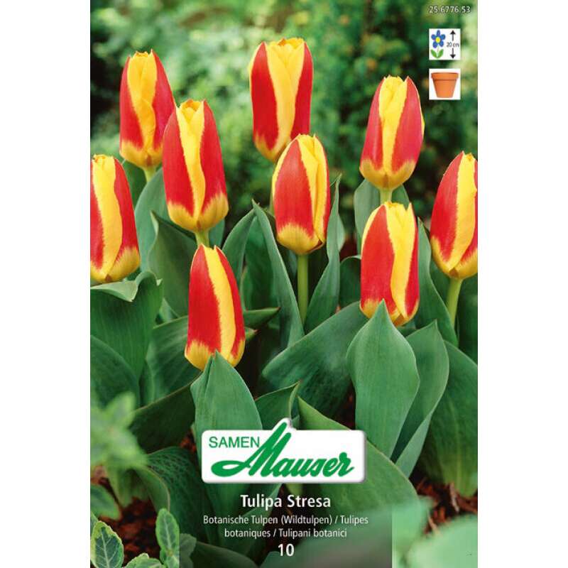 Kaufmanniana-Tulpe Stresa - Tulipa - 10 Zwiebeln