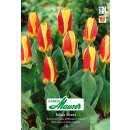 Kaufmanniana-Tulpe Stresa - Tulipa - 7 Zwiebeln