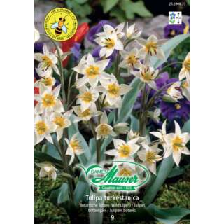 Botanische Tulpe - Tulipa turkestanica - 9 Zwiebeln