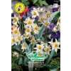 Botanische Tulpe - Tulipa turkestanica - 9 Zwiebeln