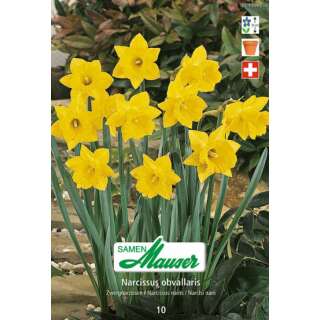 Zwergnarzissen Obvallaris - Narcissus obvallaris - 10 Zwiebeln