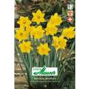 Zwergnarzissen Obvallaris - Narcissus obvallaris - 10...