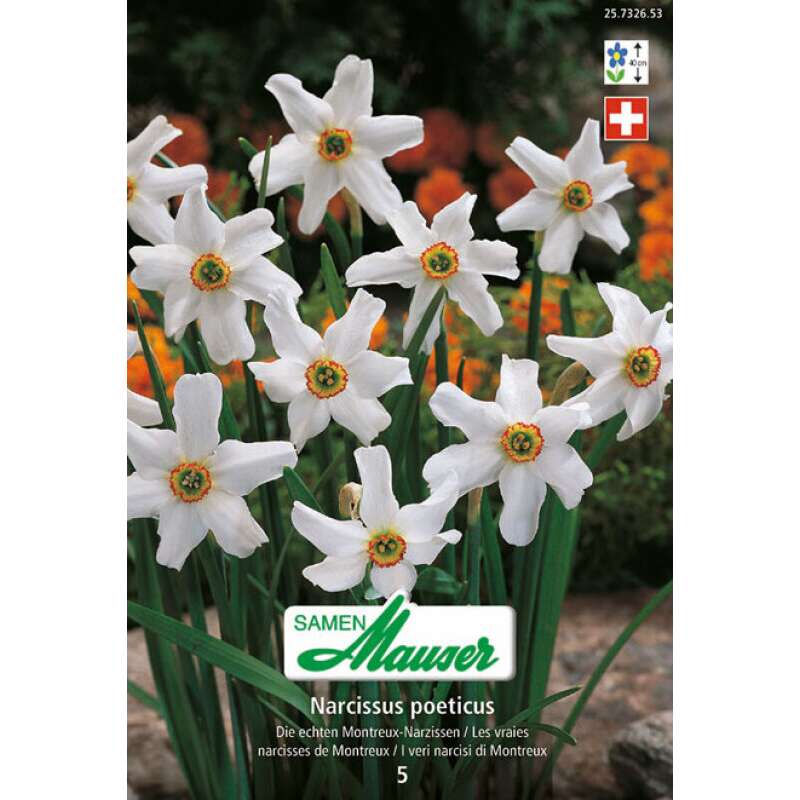 Montreux-Narzissen - Narcissus poeticus - 5 Zwiebeln