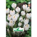 Krokus Ideal weiss - Crocus vernus - 15 Knollen