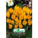 Krokus Ideal gelb - Crocus vernus - 20 Knollen