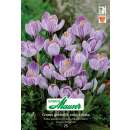 Krokus Ideal gestreift - Crocus vernus - 20 Knollen