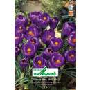 Krokus Ideal blau - Crocus vernus - 20 Knollen