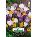 Krokus Ideal Mischung - Crocus vernus - 20 Knollen