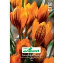 Krokus Orange Monarch - Crocus chrysanthus - 10 Knollen