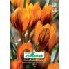 Krokus Orange Monarch - Crocus chrysanthus - 10 Knollen