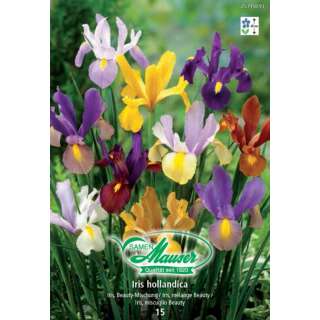 Schwertlilie Beauty Mélange - Iris hollandica - 15 Knollen