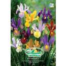 Schwertlilie Beauty Mélange - Iris hollandica - 15 Knollen