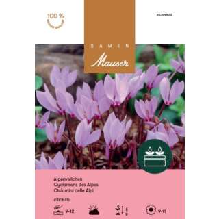 Cyclamen cilicum - Cyclamen cilicum - 3 bulbes
