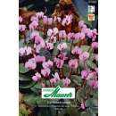 Alpenveilchen - Cyclamen coum - 3 Knollen