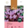Cyclamen cilicum - Cyclamen cilicum - 3 bulbes