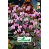 Alpenveilchen - Cyclamen coum - 3 Knollen