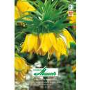 Kaiserkrone Lutea Maxima - Fritillaria imperialis - 1...