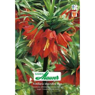 Kaiserkrone Ruba Maxima - Fritillaria imperialis - 1 Zwiebel