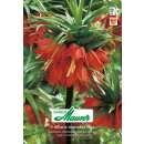 Kaiserkrone Ruba Maxima - Fritillaria imperialis - 1 Zwiebel