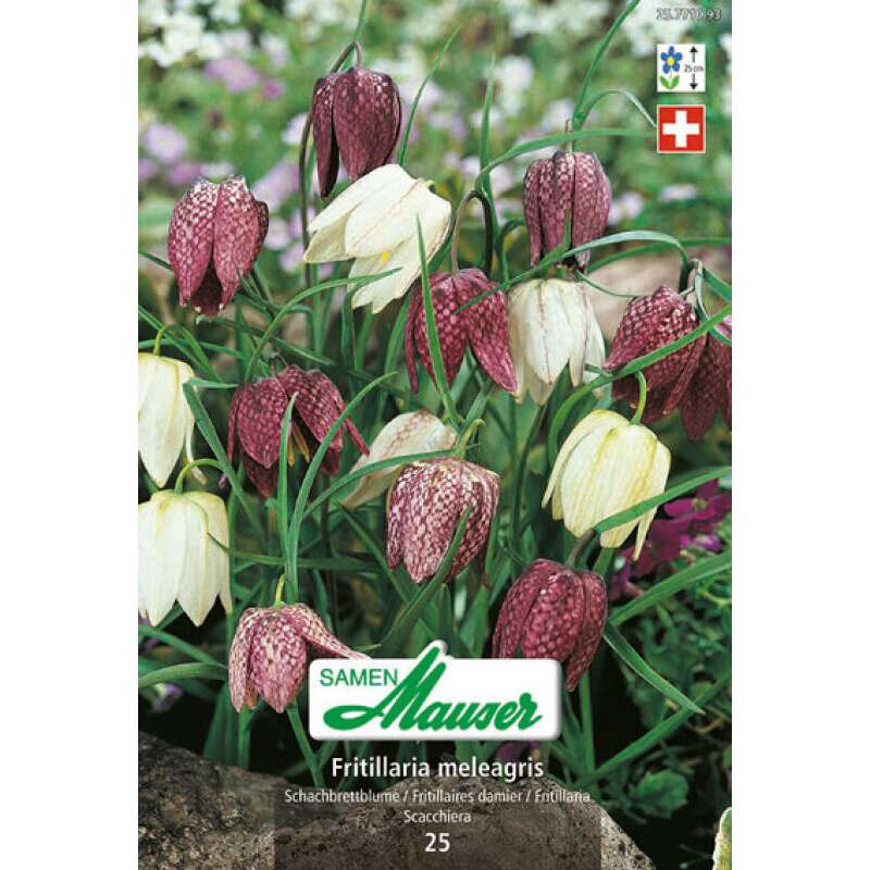 Schachbrettblume Mischung - Fritillaria meleagris - 25 Zwiebeln