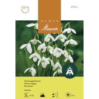 Galanthus ikariae, Perce-neige dIkaria - Galanthus...