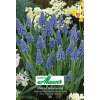 Traubenhyazinthe - Muscari armeniacum - 20 Zwiebeln