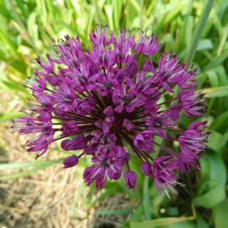 Zierlauch Purple Sensation - Allium aflatunense - 10...