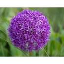 Zierlauch Purple Sensation - Allium aflatunense - 10...