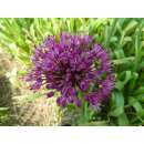 Zierlauch Purple Sensation - Allium aflatunense - 10 Zwiebeln