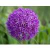 Zierlauch Purple Sensation - Allium aflatunense - 10 Zwiebeln