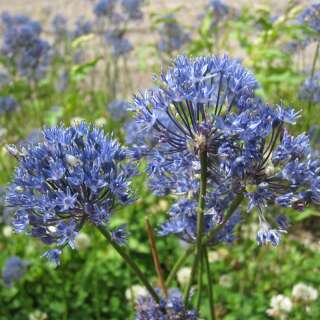 Zierlauch Azureum - Allium caeruleum - 10 Zwiebeln