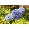 Zierlauch Azureum - Allium caeruleum - 10 Zwiebeln