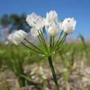 Zierlauch - Allium cowanii - 10 Zwiebeln