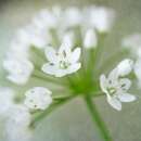 Zierlauch - Allium cowanii - 10 Zwiebeln