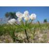 Zierlauch - Allium cowanii - 10 Zwiebeln
