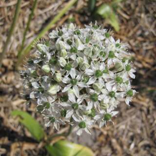 Zierlauch Mount Everest - Allium - 3 Zwiebeln