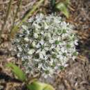 Zierlauch Mount Everest - Allium - 10 Zwiebeln